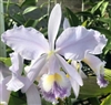 Cattleya labiata f. mosca 'Exotic Blue' x 'Valley Isle'