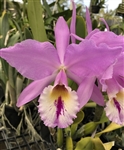 Cattleya labiata v. semi-concolor 'Cara Blanca'