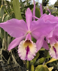 Cattleya labiata v. semi-concolor 'Cara Blanca'