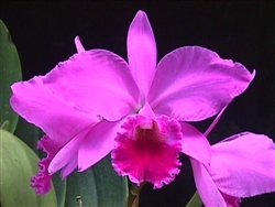 Cattleya labiata v. rubra