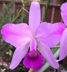 Cattleya lawrenceana