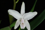 Cattleya lawrenceana v. alba