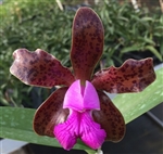 Cattleya leopoldii