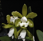 Cattleya leopoldii v. alba