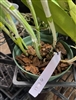 Cattleya loddigesii 'Brazilian Beauty' Light Pink