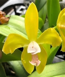 Cattleya porphyroglossa v. sulphurea