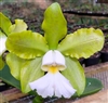 Cattleya schilleriana h.f. albescens