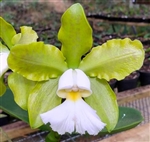 Cattleya schilleriana h.f. albescens