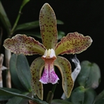 Cattleya schofieldiana 'Phoenix'