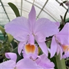 Cattleya schroederae 'Sunset Valley' AM/AOS x self