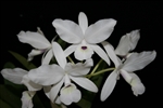Cattleya skinneri v. alba