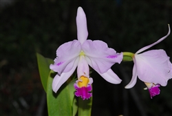 Cattleya trianae