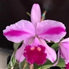 Cattleya trianae 'Sweet Surprise' x self