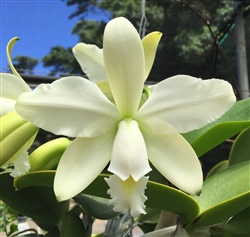 Cattleya violacea v. alba