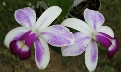 Cattleya violacea v. semi-alba