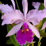 Cattleya warscewiczii