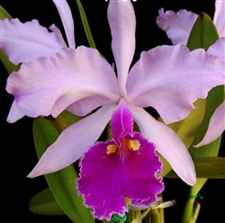 Cattleya warscewiczii