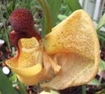 Coryanthes misasii