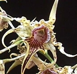 Dendrobium alexandrae