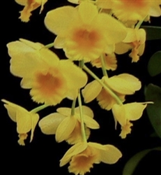 Dendrobium chrysotoxum