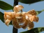 Dendrobium nemorale