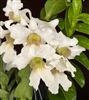 Dendrobium sanderae