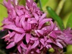 Dendrobium tanii