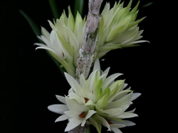 Dendrobium tanii var. alba x sib, AKA Dendrobium bracteosum v. tanii alba