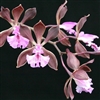 Encyclia phoenicea 'Pauwela' x 'Maui'