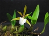 Encyclia polybulbon Orchid Species