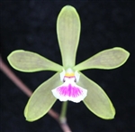 Encyclia tampensis