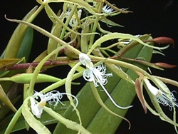 Epidendrum ciliare