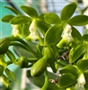 Epidendrum  robustum 'Green Giant'