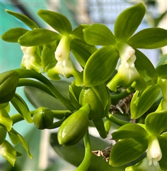 Epidendrum  robustum 'Green Giant'