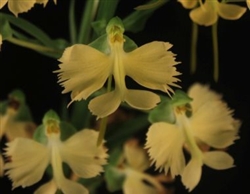 Habenaria Jiaho Yellow Bird 'Sunshine' AM/AOS