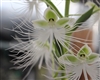 Habenaria Wow's White Fairies (Pec. susannae x Hab. medusa)