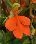 Habenaria rhodocheila 'Nora'