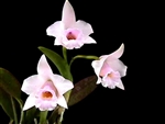 Laelia alaorii