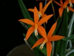 Laelia harpophylla