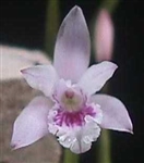 Laelia lundii 'Brazilian Glow'