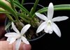 Laelia lundii v. alba