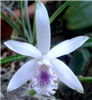 Laelia lundii v. coerulea