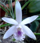 Laelia lundii v. coerulea