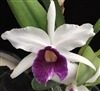 Laelia purpurata v. schusteriana 'Valley Isle'