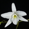 Laelia rubescens v. alba