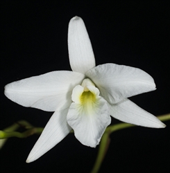 Laelia rubescens v. alba