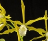 Laelia tenebrosa v. alba