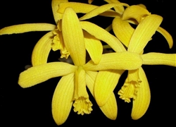 Laelia flava species