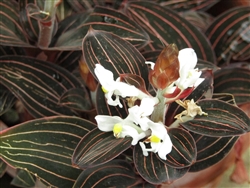 Ludisia discolor