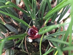 Maxillaria nardoides